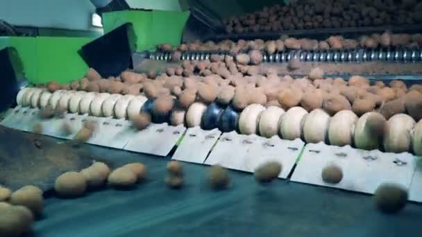 Transportador de rolamento com tubérculos de batata empoeirados — Vídeo de Stock