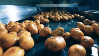 Fabrika makinesi taze patates yumrularını değiştiriyor