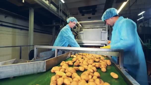 Aardappelen worden door twee mannelijke werknemers geknipt — Stockvideo