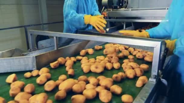 Potato tubers are getting cut manually while moving along the belt — Stock Video