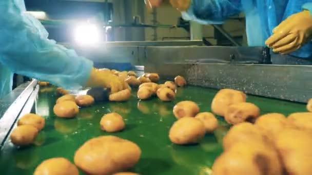 Workers are slicing potatoes which are moving along the transporter — 비디오