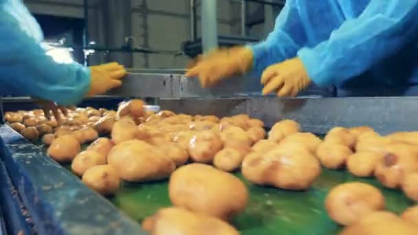 Conveyor belt is transporting potatoes which are cut in halves — Stock Video