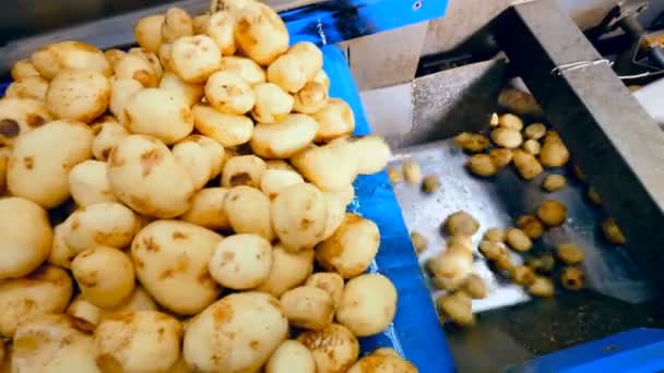 I tuberi di patata puliti stanno cadendo dal trasportatore — Video Stock