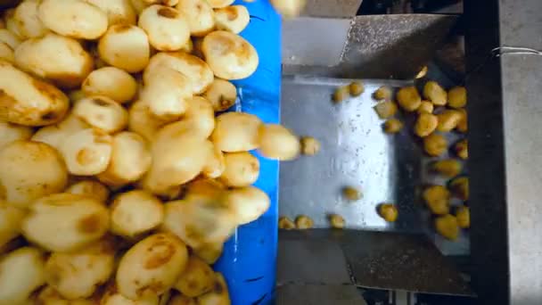 Bovenaanzicht van de aardappelen die uit de transportband vallen — Stockvideo