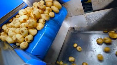 Temiz patates yumrularının başka bir konveyöre düşmesi