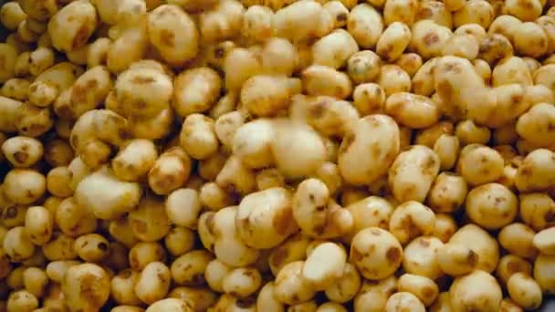Les tubercules de pommes de terre sont jetés dans une pile — Video