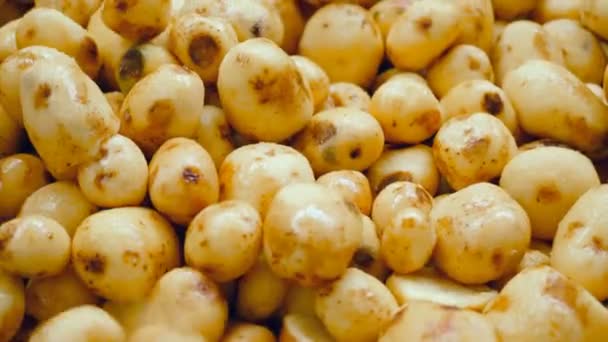 Close-up van gereinigde en gewassen aardappelknollen — Stockvideo