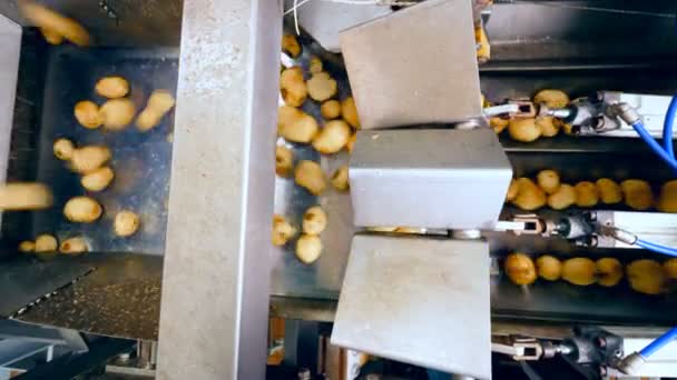 Mécanisme de tri et tubercules de pommes de terre se déplaçant le long — Video