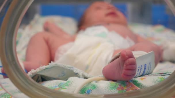 El bebé se muestra a través de la ventana de la incubadora — Vídeos de Stock
