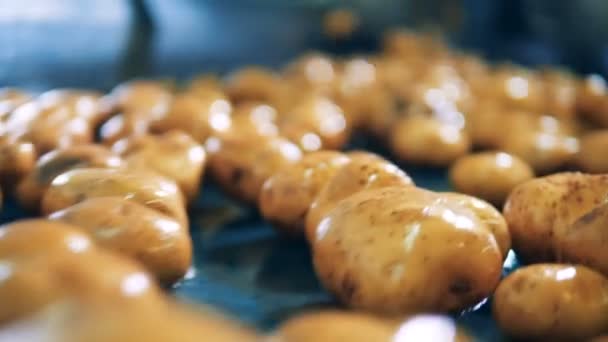Food plant Equipment reinigt aardappelen, wast ze. — Stockvideo