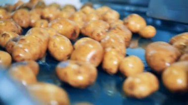 Bir tesiste fabrika hattında hareket eden yıkanmış patatesler.