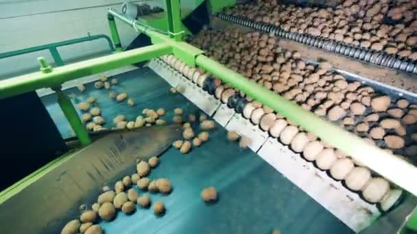 Batatas sujas se movendo no transportador industrial para ser limpo . — Vídeo de Stock