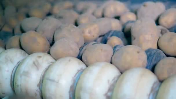 Metall transportör sorterar oskalade potatis, rotera dem på en fabrik. — Stockvideo