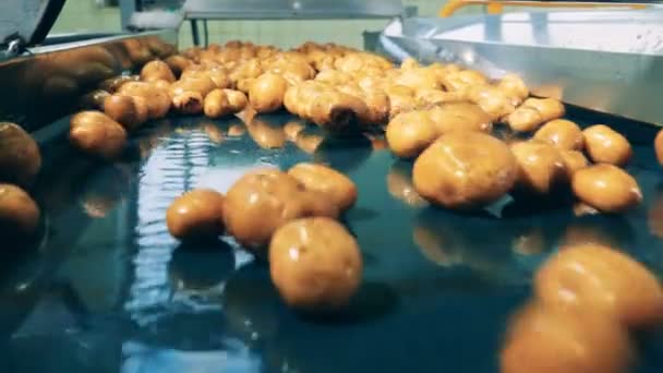 Batatas limpas entram em transportador automatizado, transportado em uma fábrica . — Vídeo de Stock