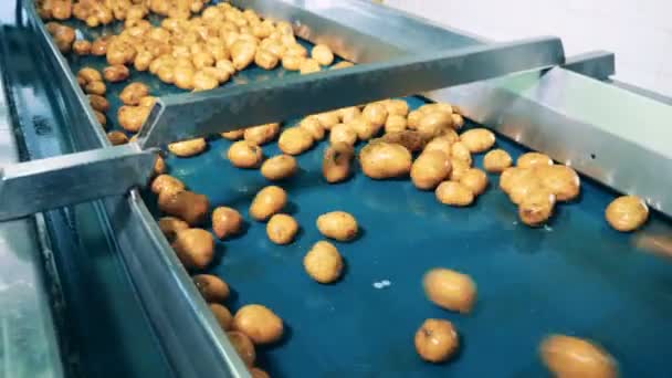 Fabriks transportören transporterar tvättad potatis i en livsmedelsanläggning. — Stockvideo
