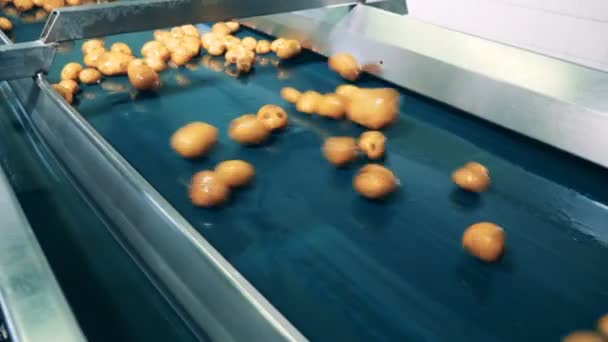 Автоматический конвейер перемещает много желтого картофеля на пищевом заводе . — стоковое видео