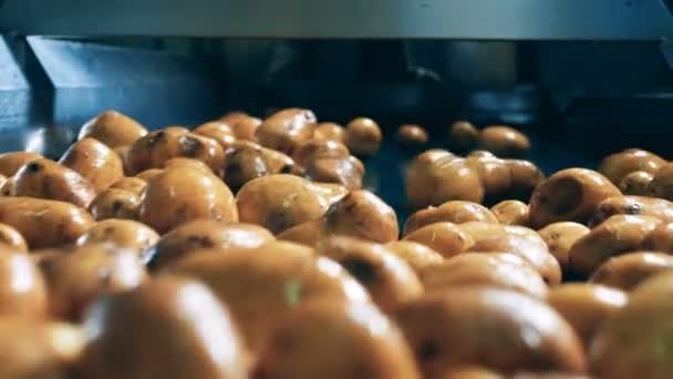 식품 생산 공장에서 감자 세척 공정. — 비디오