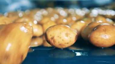 Soyulmamış patates bir fabrikada sıralanmış, bir konveyör üzerinde hareket.