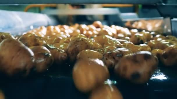 Los tubérculos sin pelar se mueven en un transportador, cayendo de él en una planta alimenticia . — Vídeos de Stock