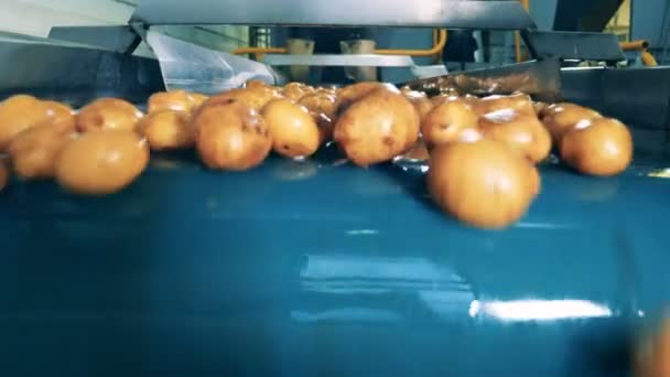 Transportband transporteert veel gereinigde aardappelen in een inrichting. — Stockvideo