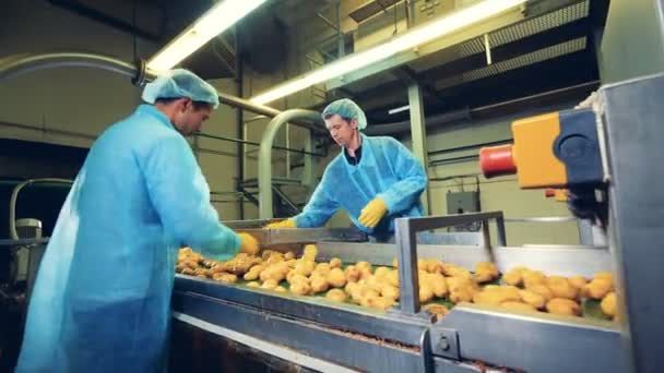 Personas en uniforme recogen y cortan papas amarillas en un transportador . — Vídeo de stock