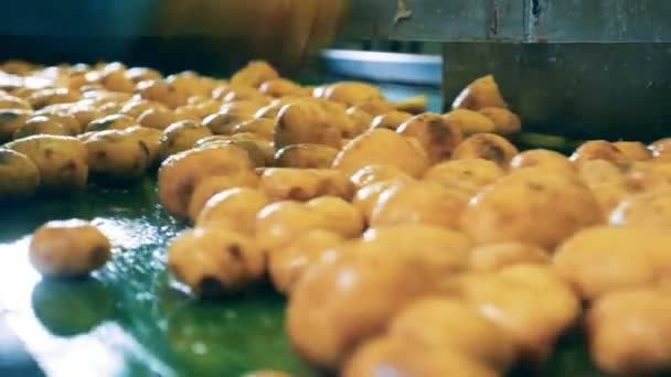 Trabalhadores da fábrica pegam batatas de um transportador em movimento para cortar ao meio . — Vídeo de Stock