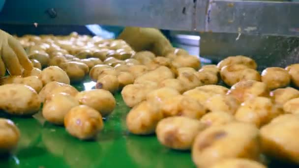 Trabalhadores cortaram batatas limpas em transportador automatizado em uma fábrica de alimentos . — Vídeo de Stock