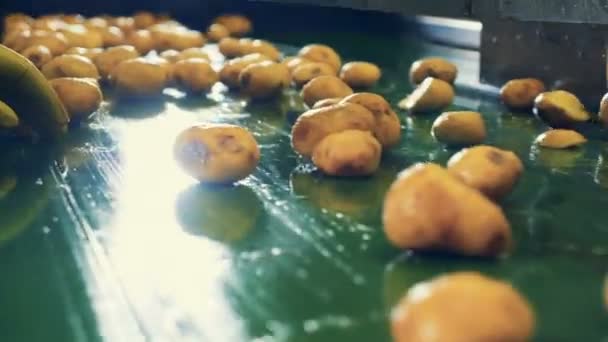 Dois funcionários pegam batatas e cortam-nas em uma linha . — Vídeo de Stock