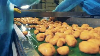 İnsanlar bir gıda fabrikasında çalışıyor, temizlenmiş patatesleri kesiyor..
