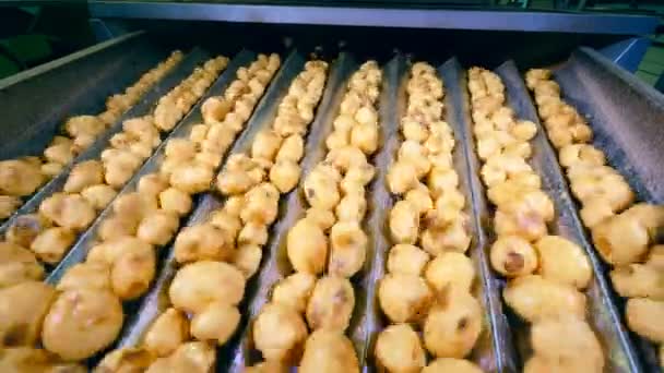 Rengöras potatis sorteras på en arbetslinje i en livsmedelsanläggning. — Stockvideo