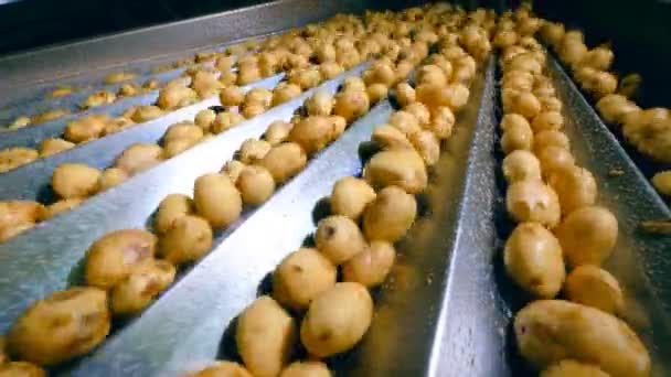 Bir fabrikada soyulmamış patates ile konveyör sıralama işleri. — Stok video
