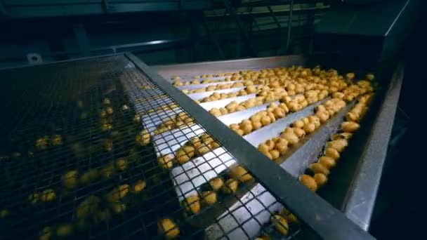 Food Plant maskin flyttar massor av potatis för att sortera på en transportör. — Stockvideo