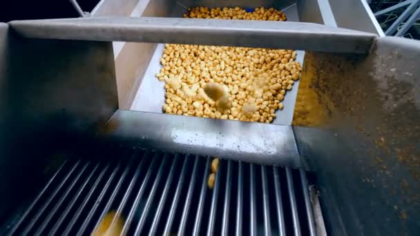 Много картошки попадает в большой контейнер на пищевом заводе . — стоковое видео