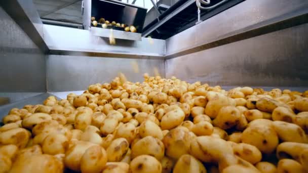 Un recipiente lleno de papas limpias en una instalación alimenticia . — Vídeos de Stock