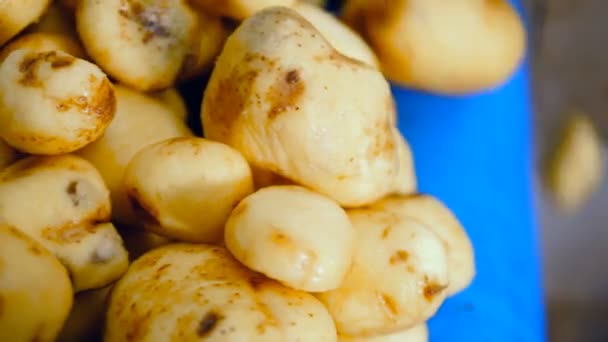 Les tubercules jaunes tombent dans un récipient métallique d'une usine alimentaire . — Video