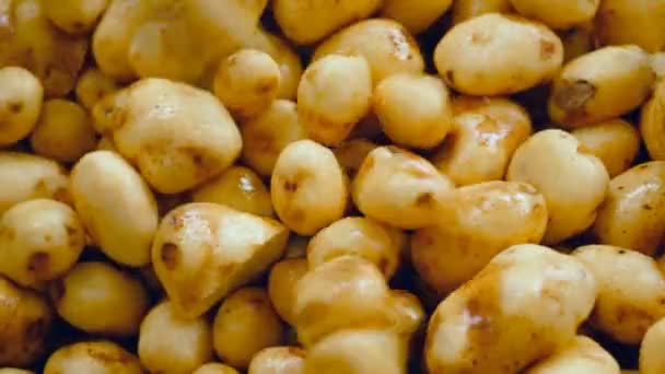 Καθαρές πατάτες πέφτουν σε ένα δοχείο σε μια εγκατάσταση τροφίμων. — Αρχείο Βίντεο
