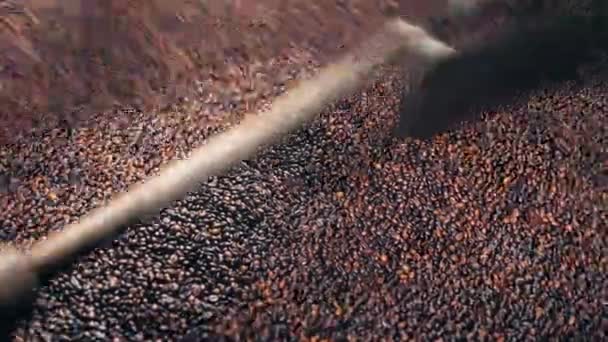 A máquina de moer funciona com grãos de café torrados em uma fábrica de alimentos . — Vídeo de Stock