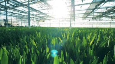 Yeşil çiçek yaprakları ile Sunlit cam ev