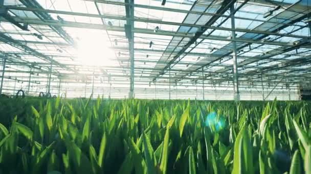 Flower seedlings in the sunlit greenhouse — Stock Video