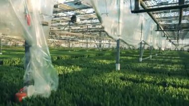 Büyük bir yeşillik yeşil bitkilerin Plantasyonları
