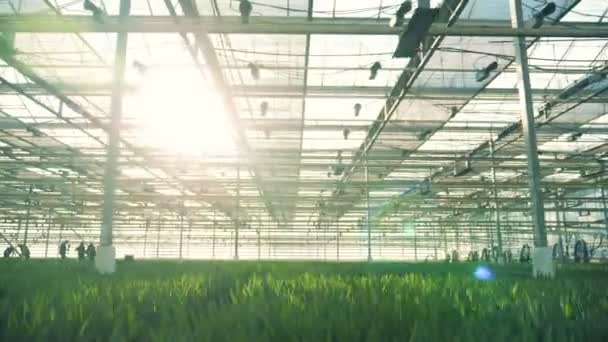 Zonlicht in het Glasshouse gevuld met tulpen blaadjes — Stockvideo