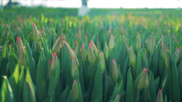 Close up van niet-aankomende tulpen die samen groeien — Stockvideo