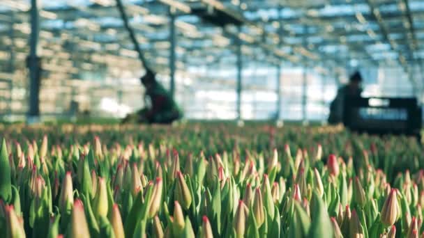Travailleurs dans la serre chaude avec des tulipes impétueuses — Video