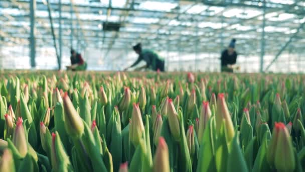 Gewächshausmitarbeiter sammeln Tulpen — Stockvideo
