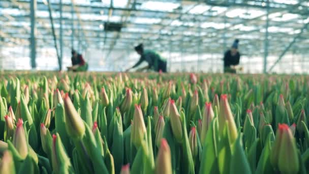 I lavoratori delle serre stanno raccogliendo tulipani — Video Stock