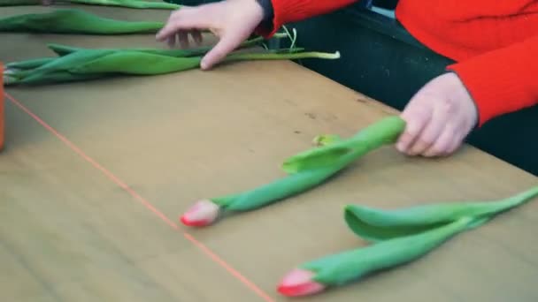 Workers hands are adjusting tulips on the moving belt — Stock Video