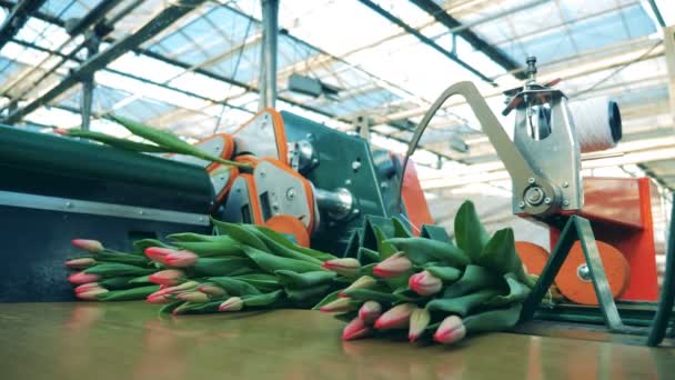 Пакеты тюльпанов отрезаются механически — стоковое видео