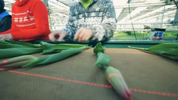 Moving conveyor belt with tulips getting adjusted — Stock Video