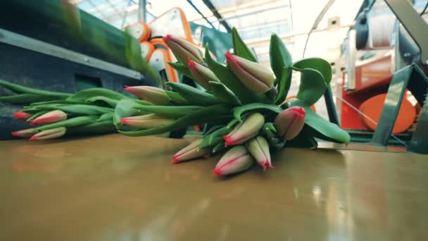Los tulipanes rosados sin soplar están siendo procesados por equipos de invernadero — Vídeos de Stock