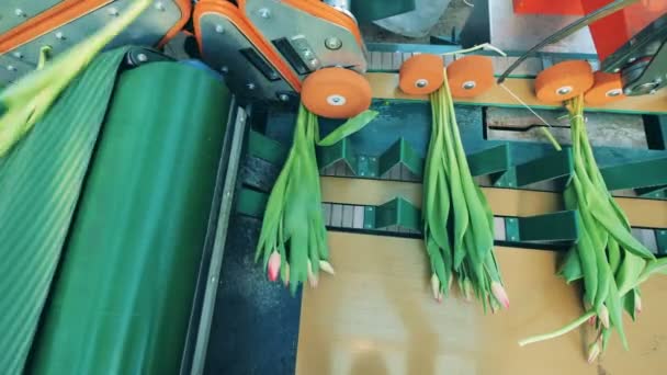 La machine sépare les tulipes en bouquets et les déplace — Video